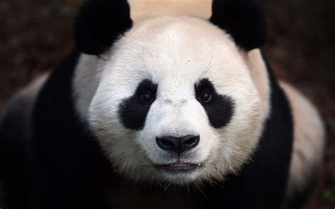 Close Up Photo Of A Panda Bear Hd Animals Wallpapers