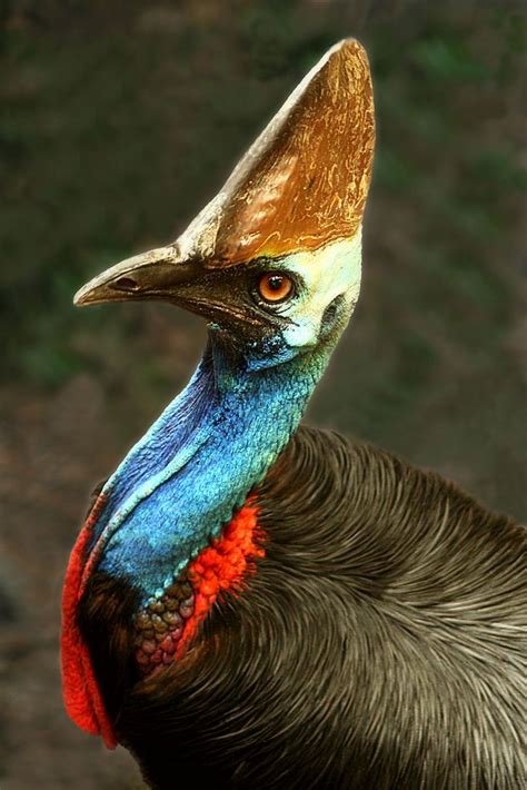 Cassowary Flightless Bird Flightless Bird Colorful Birds Cassowary