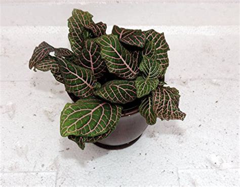 Maybe you would like to learn more about one of these? How to Care for a Red Nerve Plant | Nerve plant, Plants ...