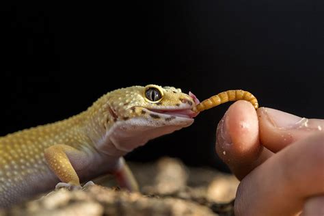 How Much Should Leopard Geckos Eat With Feeding Chart Pet Keen