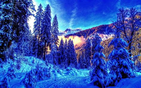 Download 4k Winter Wallpapers High Quality Snowy Pine Trees Forest On Itlcat