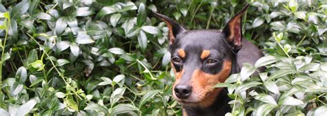 german pinscher information dog breeds  thepetowners