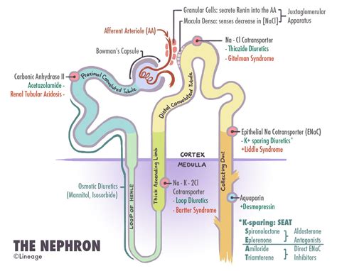 Nephron Reabsorption Diagram