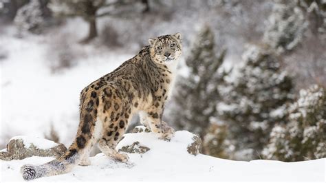El Leopardo De Las Nieves Un Animal Misterioso Primates Mammals Save