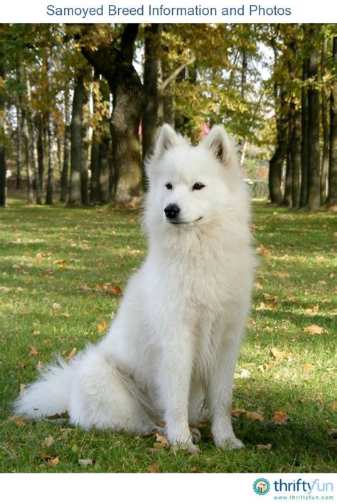 Samoyed Breed Information And Photos Dog Breeds Samoyed Dogs Dogs