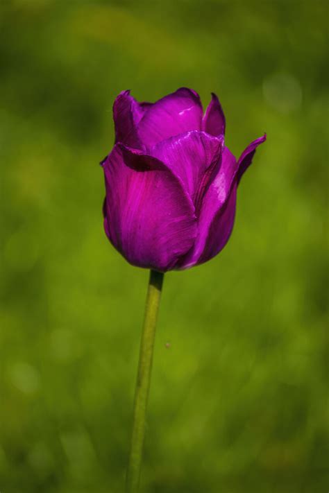 Beautiful Purple Tulip Flower In Summer Photo 4436 Motosha Free