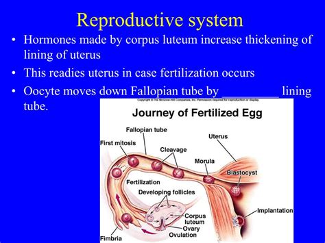 The Reproductive System Ppt Gambaran