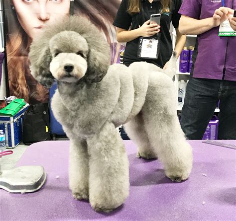 Poodle Asian Style - Creative Grooming San Diego by Gabriel Feitosa