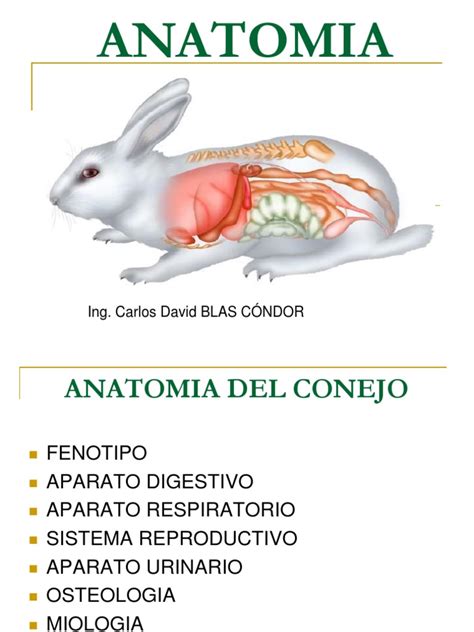 Anatomia Del Conejopdf