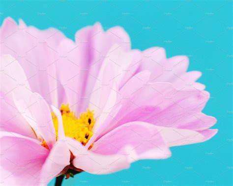 Pink Flower On Teal Background ~ Nature Photos ~ Creative Market
