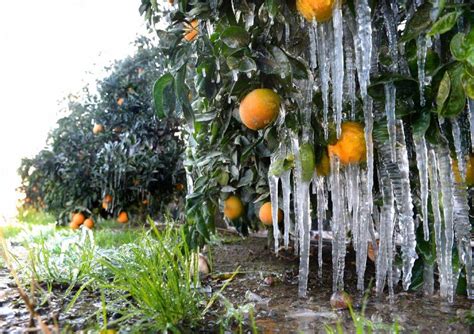 California Citrus Season Shortened By December Freeze Latimes