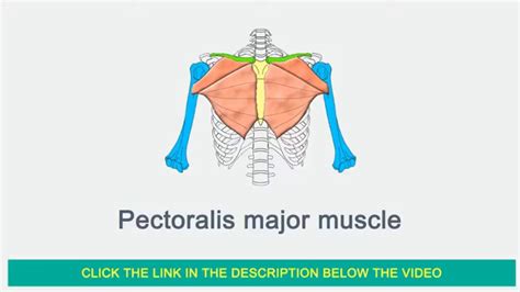 It equally occurs within men and women. Pectoralis Major Block Ultrasound | Ultrasonido de bloque ...
