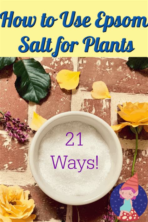 Use Epsom Salts For Plants To Grow Your Dream Garden Crafty Little Gnome