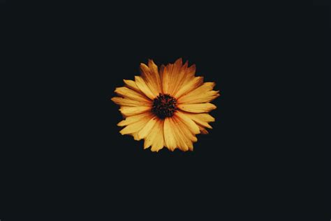 Flower Yellow Black Background And Simplicity Hd 4k