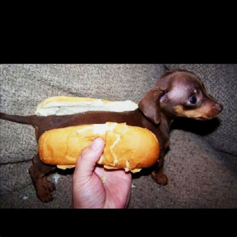 Wiener Dogi Cannot For The Lie Of Me Find Any F Humor In This