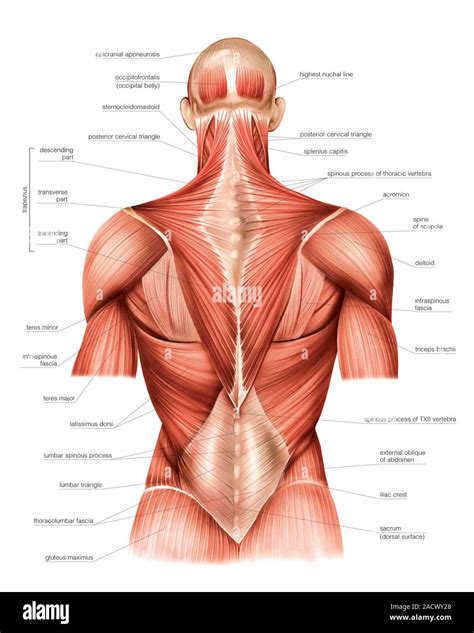 Illustration Of Trunk Back Muscles This Superficial View Illustration