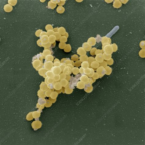 Staphylococcus Aureus Bacteria Sem Stock Image B2340152 Science