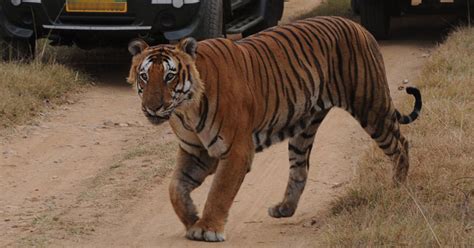 Kawal Tiger Reserve In Telangana Has Been Without A Single Big Cat For