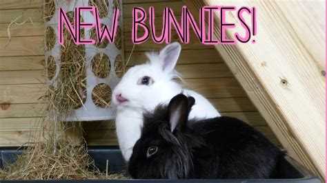 Introducing The Bunnies Youtube