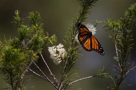 Monarch Butterfly Open Wing Photograph By Shawn Jeffries