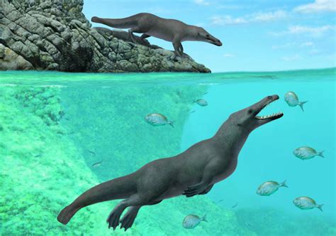 Four Legged Prehistoric Whale Fossil Found In Peru Arab News