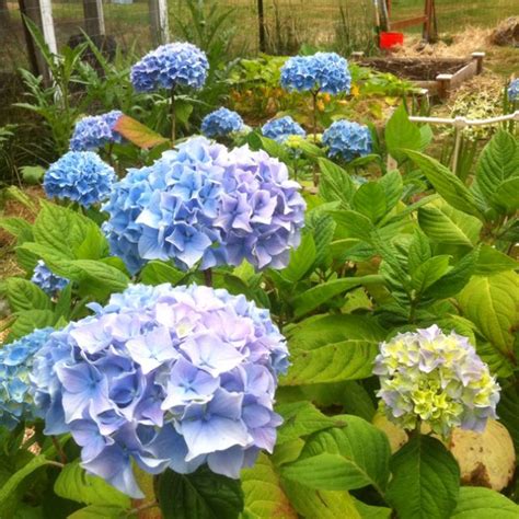 Blue Hydrangea Garden Inspiration Blue Hydrangea Outdoor Living Space
