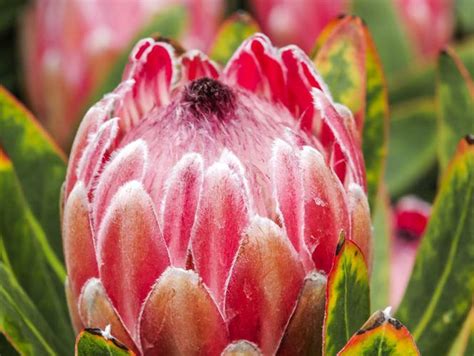 The protea is south africa's national flower. A guide to growing proteas | Planting flowers, Waterwise ...