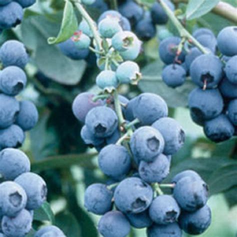 Becki Rabbiteye Blueberry Bush 25 Gallon Fruit Bearing Deciduous