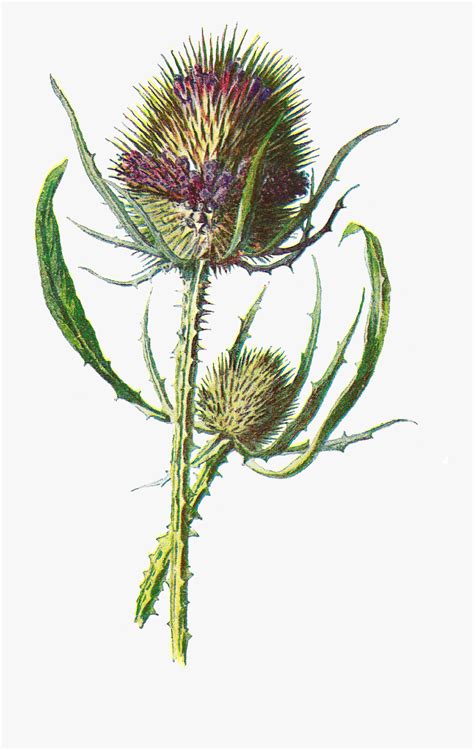Free Digital Flower Clip Art Botanical Scottish Thistle Illustration