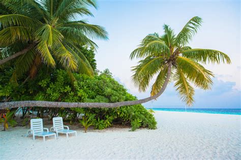 Tropical White Sand Beach With Palm Trees Stock Image Image Of Remote
