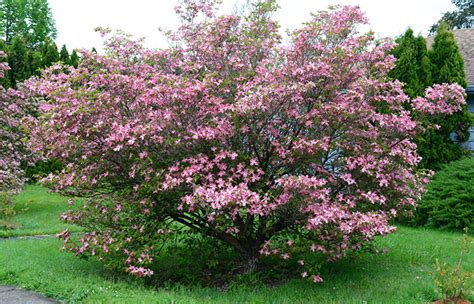 Pink Flowering Tree Identification