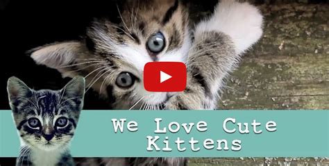 We Love Cute Kittens A Great Compilation