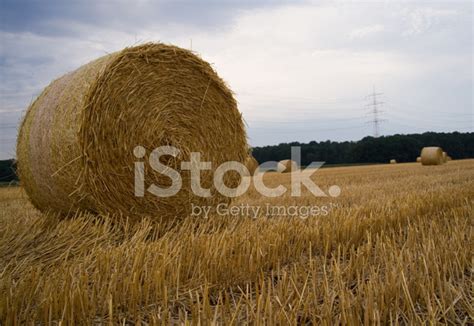 Straw Bales Stock Photo Royalty Free Freeimages