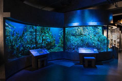 Marine Life Exhibit Debuts At Harvard Museum Of Natural History