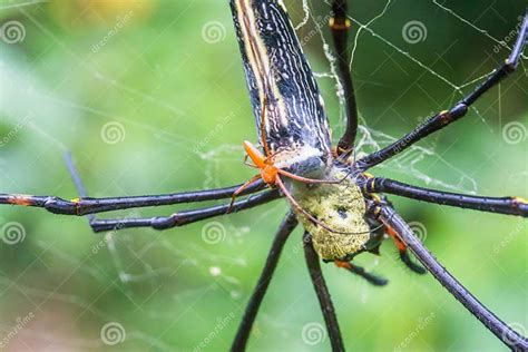 Giant Orb Web Spiders Are Having Sex Stock Image Image Of Rong Orange 167870789