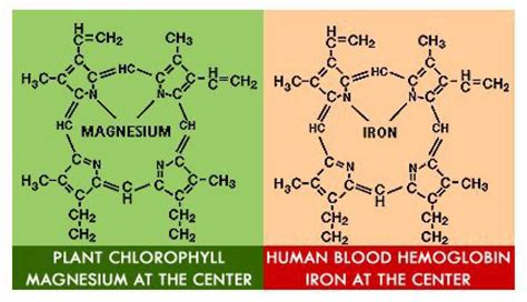 chlorophylle a et b différence