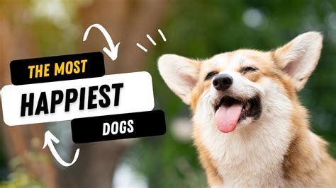 8 Happiest Dog Breeds That Make You Happy Youtube