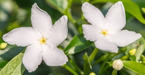 Como Cuidar Da Flor Jasmim Manga Fazer Mudas E Podar Mundo Ecologia