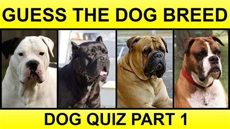 Guess The Dog Breeds Dog Breed Quiz Part 1 Youtube