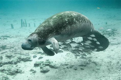 Hd Wallpaper Dugong Swimming Underwater Fish Manatee Animals Fauna