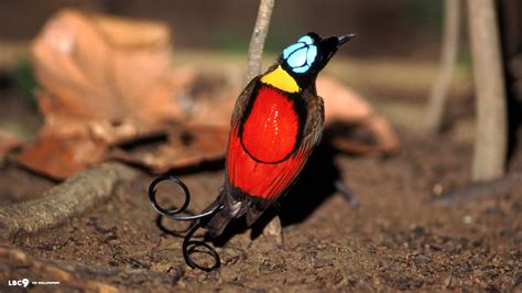 The Wilson Bird Of Paradise