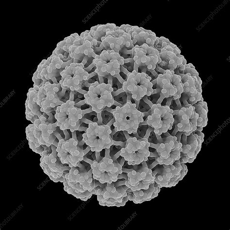 Human Papillomavirus Illustration Stock Image F0289565 Science