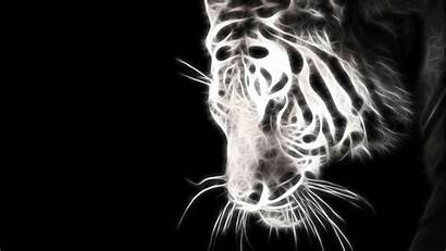 Tiger Desktop Animals Cats Wallpapers Funny Fractual