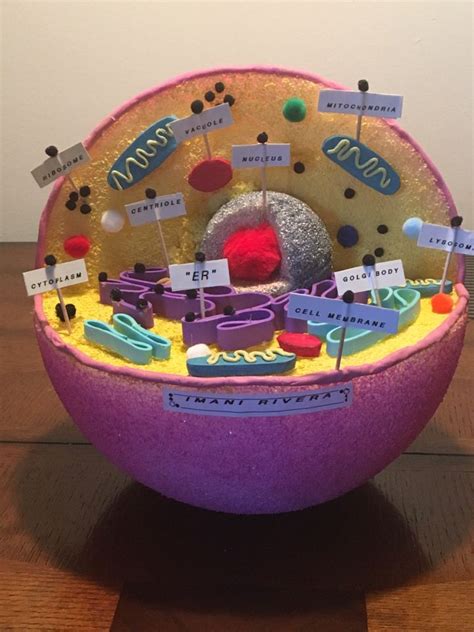 Wow My Granddaughters Animal Cell School Project Her Grade Was