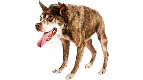 Deformed Florida Dog Quasi Modo Takes Worlds Ugliest Dog Title