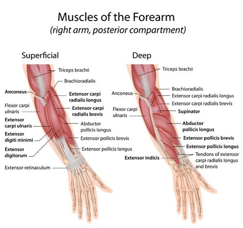 Muscles Of Hand And Wrist Bone And Spine