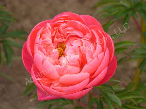 The Coral Charm Peony Adelman Peony Gardens