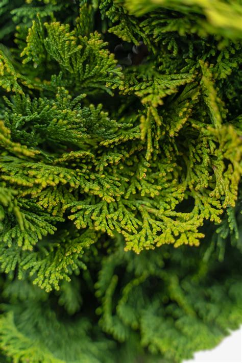 Hinoki Cypress For Sale Online The Tree Center