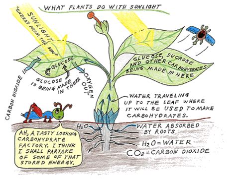 How do plants make their food draw and explain the process. The Gateway to 21st Century Skills: Making the Most of ...