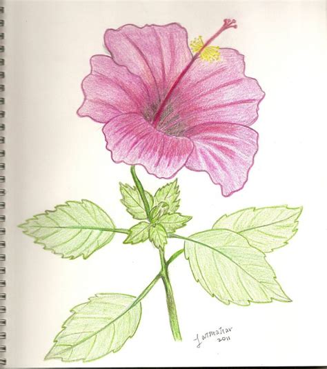 Hibiscus Flower Drawing Step By Step At Getdrawings Free Download